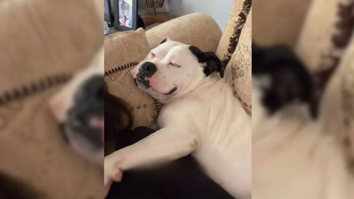 Illinois Shelter Dog Got One Day Of Freedom And She Knew Exactly What To Do