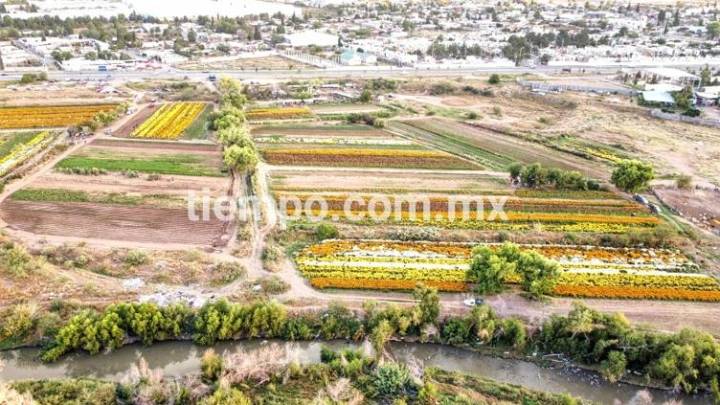 #Avispón: Campos de flores, espectáculo natural en Chihuahua