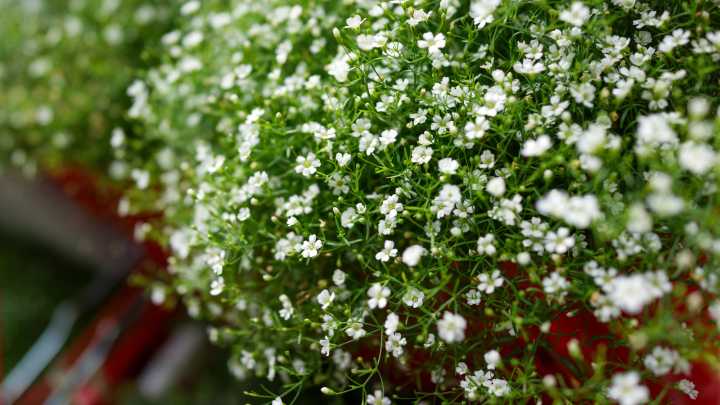 Top 12 Best Alternatives To Toxic And Invasive Baby's Breath For Your Garden
