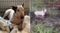 Criminal charges against man accused of abandoning Trooper the dog during Hurricane Milton dropped