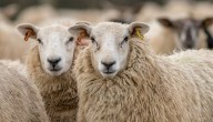 ¿Es ganadero y tiene un hato ovino? Algunas cosas importantes para su alimentación