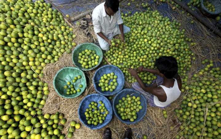 Anuncia Gobierno de México reforzamiento de seguridad para productores de cítricos en Michoacán