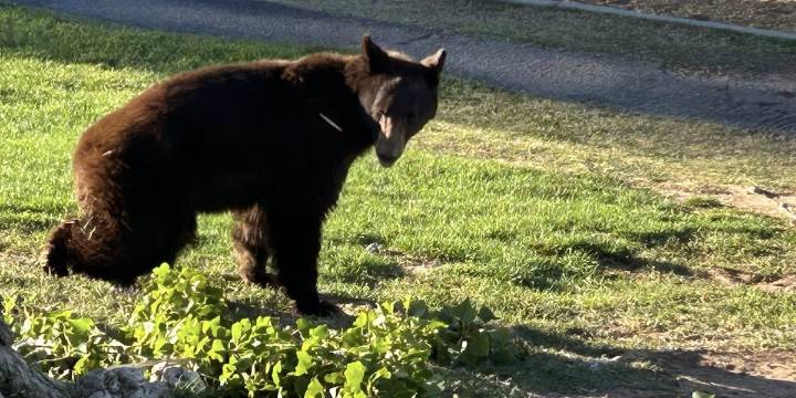WATCH: Black bear rescued outside elementary school in Page