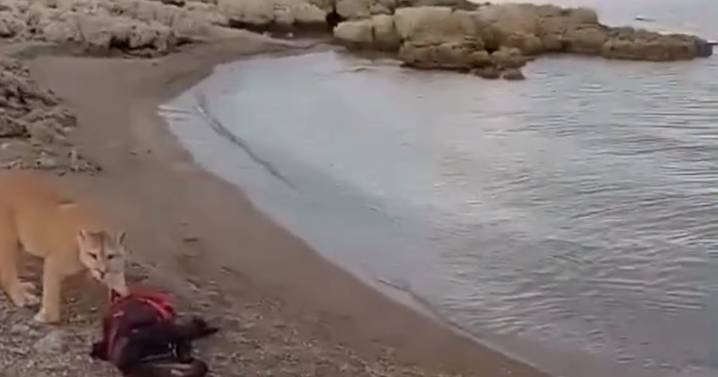 Puma sorprende a un hombre mientras pescaba en un lago en Torres del Paine