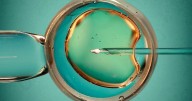 Donor Eggs Essential For Successful IVF After 40, Study Finds