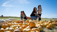 Best pumpkin patches in Arizona 2025, from Schnepf Farms and more