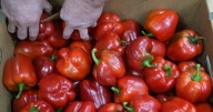 'Disheartening': USDA cuts will cost Colorado $13.1M meant for food banks, schools to help farmers