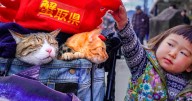 Owner Takes His 2 Cats On His Travels Around Japan And Their Instagram Is Purrfect