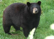 Bear Attack Leaves Man Wounded in South Kashmir