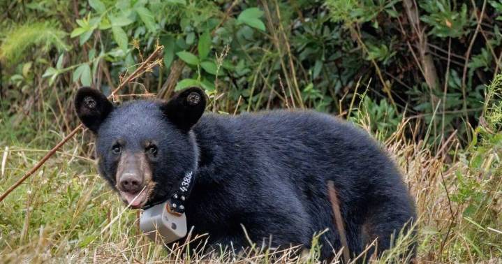 12 orphaned bear cubs returned to the wild