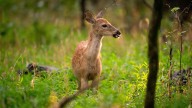 When are Tennessee’s hunting seasons? Here’s what’s coming soon