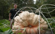 Giant pumpkins need a little science, lots of water