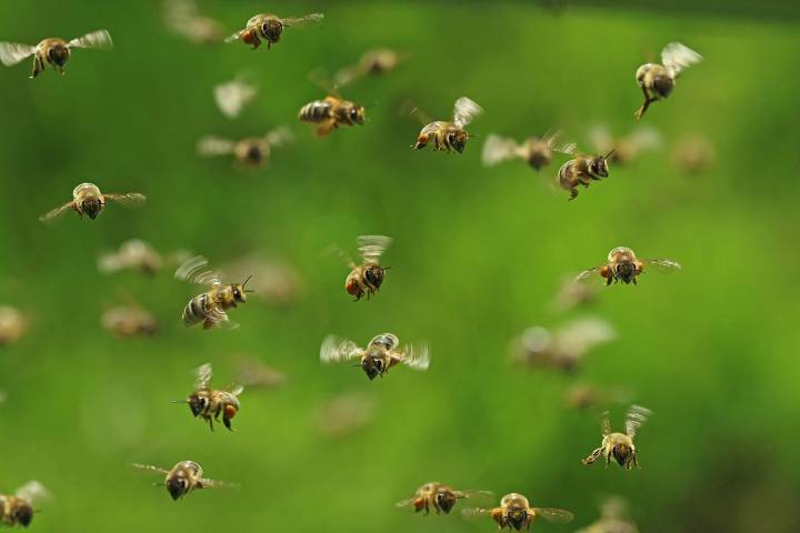 1 Dead, Another in Critical Condition After Bees Attacks Construction Workers
