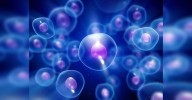 Study suggests how human cells sense temperature