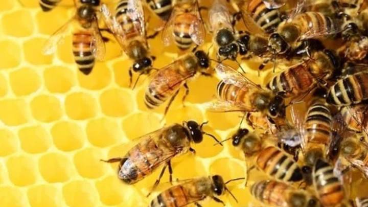 Bee Swarm Disrupts Navratri Immersion Procession In Chittorgarh, 90 Villagers Stung