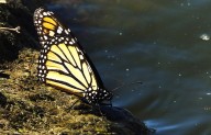 Llegaron las mariposas monarcas a Saltillo