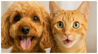 Del 27 al 31 de octubre: Jornada gratuita de esterilización en San José del Valle, Bahía de Banderas