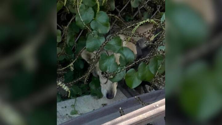 California Dog Evades Rescue Until One Discovery Reveals The Heartbreaking Reason Behind Her Fear