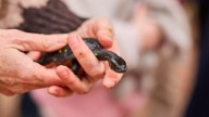 Southwestern snake-necked turtles have returned to Faulkner Park after major transformation