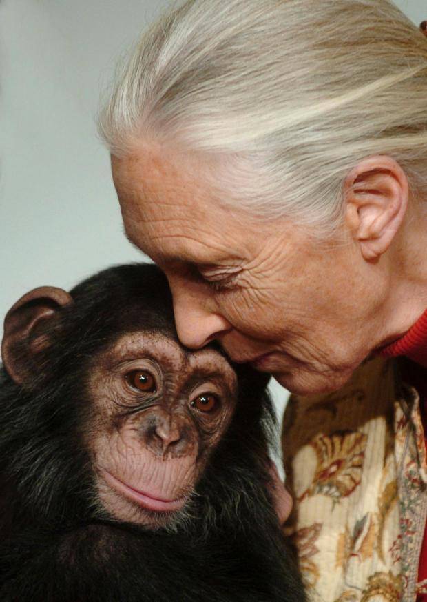 Goodall’s influence spread far and wide. Those who felt it are pledging to continue her work