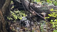 A Malnourished Dog Emerged From The Missouri Woods, Hiding A Devastating Secret