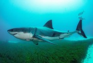 El coloso del océano vuelve a dar señales: rastrean al tiburón blanco más imponente jamás visto