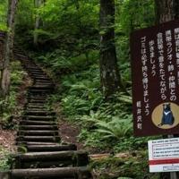 Japan governor asks for military help against 'dire' bear attacks