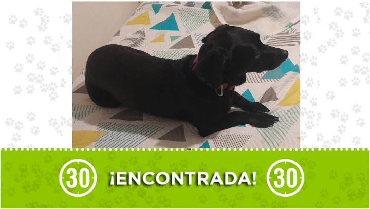 Perrita negra con collar apareció deambulando solita en pleno aguacero en el Doce de Octubre ¿la reconoce?