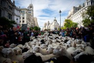La Fiesta de la Trashumancia toma el centro de Madrid, en imágenes