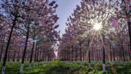 El hermoso árbol que puede reducir la temperatura y crece muy rápido
