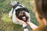 13 Dog Breeds That Can’t Handle Sharing Attention