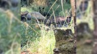 Oregon Hiker Spots A Tiny Creature Staring At Him And Decides To Risk Everything To Help