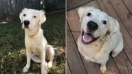 Georgia Family Turns Away From A Pup, But One Woman Sees Its Hidden Potential