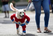 Paws and pumpkins: A spooky night for families and pets