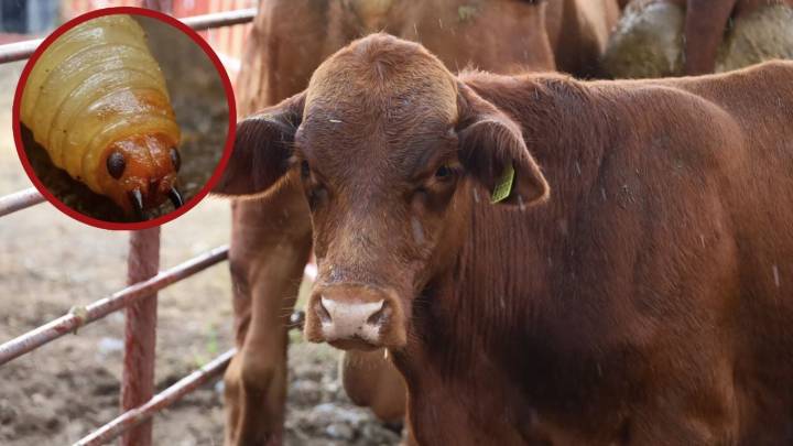 Detectan nuevo caso de gusano barrenador en Nuevo León; autoridades aplican protocolos extremos