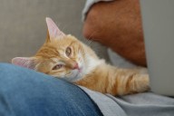 Hoy es el Día Internacional del Gato
