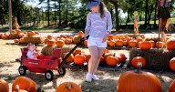 Pickin' perfection at the pumpkin patch