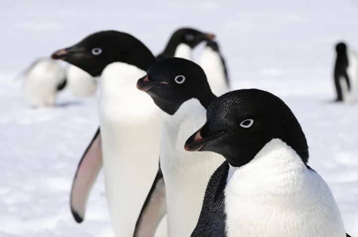 Científicos demuestran que los pingüinos son difusores de contaminación en la Antártida