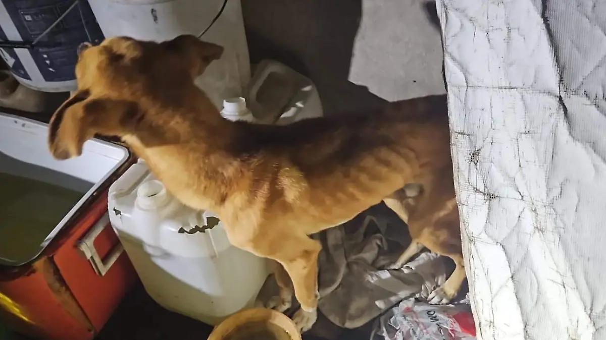 Rescatan a dos perros en estado de desnutrición en Zitácuaro