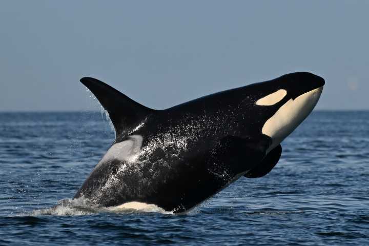 Southern resident killer whales show signs of slow decline toward disappearance