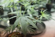 Walz, Prairie Island Indian Community sign cannabis compact