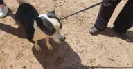 Perros hallados en abandono durante cateos por crueldad animal
