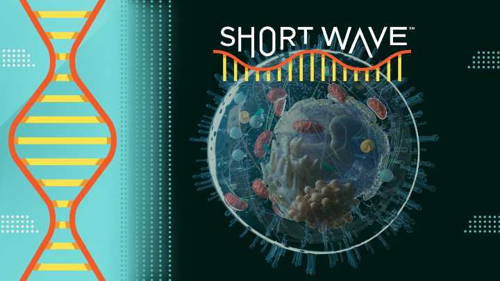 Why scientists are trying to build a cell from scratch : Short Wave : NPR
