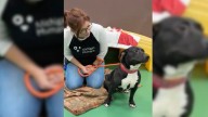 Michigan Man Encounters Shelter Dog He Recognizes, Leading To Touching Reunion