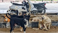 Action Taken To Contain Stray Dog Menace At World Para Athletics C'ships SportFit