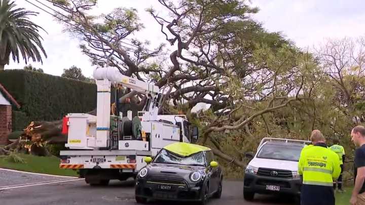 Massive tree smashes cars in ritzy street