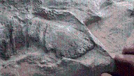 66-Million-Year-Old Dinosaur Mummies Reveal Some Dinosaurs Had Hooves