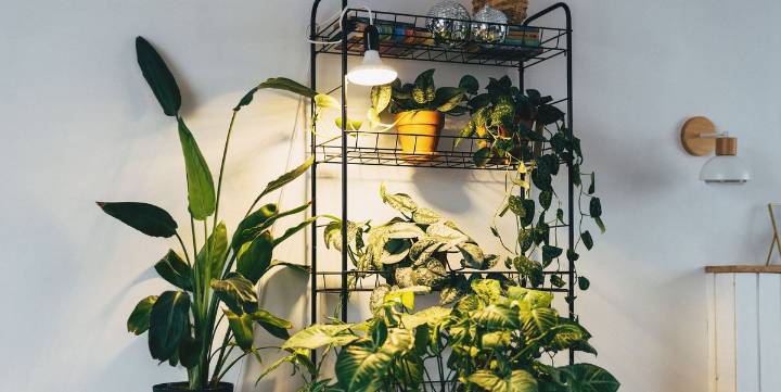 Best Indoor Grow Lights to Keep Houseplants Healthy
