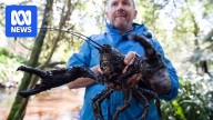 Fears for endangered Tasmanian crayfish species after 'unauthorised' earthworks