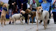 BARCS preparing for their biggest fundraiser ‘BARCStoberfest’